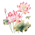 Détail de fleurs de lotus aquarelle rose et nénuphars verts stickers muraux - Lotus Style B (PH-QT618B)