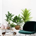 Vinilos decorativos modernos de plantas en maceta con helechos y eucalipto para pared - Estilo de Planta en Maceta Verde (PH_QTB177)