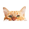 Detalle de vinilo decorativo de gato naranja mirando hacia abajo con ojos verdes brillantes - Gato Naranja (KG161)