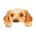 Vinilo decorativo de Golden Retriever realista que muestra al perro asomándose por el borde - Golden Retriever (KG162)