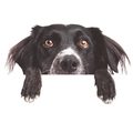 Pegatina de pared de perro border collie para decoración creativa de interruptores - Border Collie (KG163)