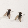 Dettaglio macro di orecchini a mosca stravaganti con paillettes e ali realistiche - Nero (8477)