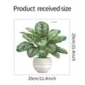 Maßdiagramm für grünen Pflanzen-Fensteraufkleber mit Abmessungen 29cm x 29cm - Calathea Orbifolia Topfpflanze (fun-JD026) / 29x29cm