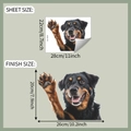 Guide des tailles du sticker chien Rottweiler montrant le format et les dimensions - 28*22cm/fun-f439 UV Transparent
