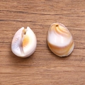 Deux coquillages cauris naturels tachetés de brun avec trous pour création de bijoux DIY - Coquillage No 5 / 11x17mm
