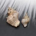 Detailed macro view of natural seashell pendants with elegant gold plated metal edges - Style 46