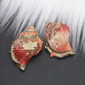 Detail of natural seashell pendants with gold plated edges and orange striped texture - Style 37
