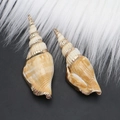 Natural long spiral seashell pendant with gold plated edges and metal hanging loop - Style 22