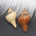 Natural sea shell pendants with gold plated edges in beige and orange tones - Style 42