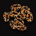 Detailed close-up of nine leopard print natural cowrie shells on a black background - No. 2 (20 Pieces/pack) / 9x19mm,1.5g