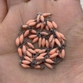 Pink orange bead and silver stainless steel chain for DIY jewelry making - 10m/Roll / Coral Pink (No.2)