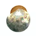 Close-up of natural black lip shell pendant with iridescent luster on woven rattan mat - Style 8 Fan-shaped Shell Decor