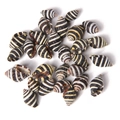 Striped black and white natural sea shell charm with gold rim for DIY jewelry - Black and White Spiral Texture Style (BK0029)