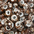 Brown and white speckled acrylic beads for DIY jewelry and handmade bracelets - 30 Pieces/Pack (15x9mm, 6mm Hole) / Dark Coffee