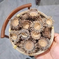 Close-up of natural dried acorn caps with woody texture in a woven bamboo basket - Textured Acorn Caps Only