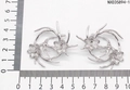 Silver futuristic floral antler earrings with 4cm diameter on a measuring scale - Bright Silver (NXE05894-1)