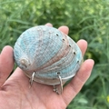 Natural abalone shell notebook cover with blue spiral textures and silver metal rings - Australian Green Abalone Memo Pad / Approx. 6-9cm