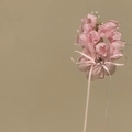 Dettaglio molletta fiori rosa in tessuto con fiocco e strass scintillante - Clip a Becco d'Anatra (Pezzo Singolo) / Rosa