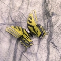 Yellow and black dual-layer tulle butterfly hair clip with rhinestones for girls - Yellow Black Tiger Stripe Style (New Style No. 9)