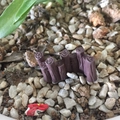 Miniatura recinzione in legno in resina per vasi di succulente e decori da giardino - Recinzione Caffè