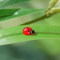 Miniature red wooden ladybug figurine with black spots for micro landscape decor - Resin Beetle / Red - Resin Style (No Adhesive)