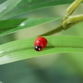 Miniature wooden ladybug ornament in red finish for DIY micro landscape decor - Wooden Beetle / Red - Wood Style (Self-Adhesive)