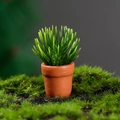 Miniature succulent plant in reddish brown pot for dollhouse landscape decoration - Green Needle Succulent - Red-Brown Pot (No. 1)