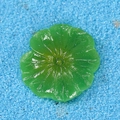 Ornamento a foglia di loto in resina verde con trama realistica e finitura lucida - Foglia di Loto Stile B