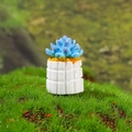 Miniatura pianta succulenta con foglie blu sfumate in vaso bianco con texture a rilievo - Stile Succulenta Blu