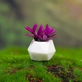Miniature dollhouse plant with purple leaves in a geometric white pot on moss background - Purple (Style A)
