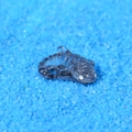 Miniature deep sea fish resin ornament in translucent black with white dots for micro landscapes - Style L
