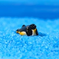 Miniature sliding penguin resin figurine for micro landscape and terrarium decoration - Sliding Penguin (Style D)