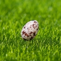Speckled Easter egg resin ornament on green grass for miniature garden decor - Spotted Easter Egg