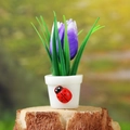 Mini pianta di tulipano viola con una piccola coccinella rossa su vaso bianco decorativo - Fiore Viola Vaso Bianco (Stile H)