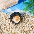 Black spiral conch resin ornament with orange texture for aquarium micro landscape - No Holes / Black Conch (Style D)