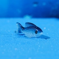Miniature resin fish figurine in blue and white gradient for aquarium and micro landscape - Blue-White Gradient Small Fish Ornament (Style J)