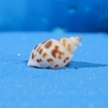 Natural conch shell with brown spotted patterns for ocean style micro landscape decor - Natural Textured Conch (Style A)