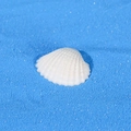 Natural white scallop shell ornament with ribbed texture on blue ocean sand background - Natural White Scallop Shell (Style B)