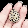 Teardrop Dalmatian Jasper gemstone pendant with black spots and pre-drilled top hole - Dalmatian Jasper