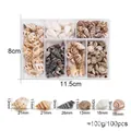 Dettaglio di scatola a 6 griglie con conchiglie naturali miste e misure di dimensioni - Scatola Trasparente a Griglie Multiple / Conchiglie Miste