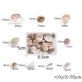 Assorted natural sea shells and conch in plastic box for DIY crafts and jewelry making - Assorted Size Conch Shells