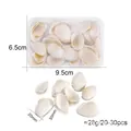 White natural scallop shells set in box for DIY jewelry and resin filling crafts - White Shell