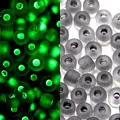 Cuentas mate gris oscuro de 3mm con efecto fluorescente verde para manualidades - Estilo Esmerilado / 3mm, 600 Piezas/Paquete / Gris