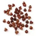 Perline in legno lucidato rosso-marrone a forma di imbuto per gioielli fai-da-te - 6x7mm (2 Pezzi/Confezione) / Pterocarpus