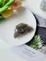 Eleganter Schmetterlings-Haarclip mit grauem Marmor-Acetat-Finish auf weißem Keramikteller - Grau