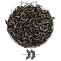 Perle rétro nere in acrilico con bordo dorato per gioielli fai da te e bracciali - 8x21mm / Stile Ala / 50 Pezzi / Nero Dorato