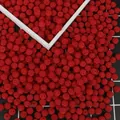 Perles ABS rouge vif avec texture baies et trou pour la fabrication de bijoux DIY - Texture de Myrique / Diamètre 10mm (100 Pièces/Pack) / Rouge