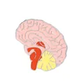 Macro shot of pink anatomical brain enamel pin with detailed silver metal outlines - Colorful Anatomical Brain (C1910-2)