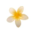 Pince à cheveux fleur de frangipanier jaune avec dégradé en résine et fini brillant - Style 1 Pince à Cheveux Frangipanier