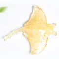 Resin manta ray sculpture filled with natural yellow crystal stones on white base - Lemon Yellow